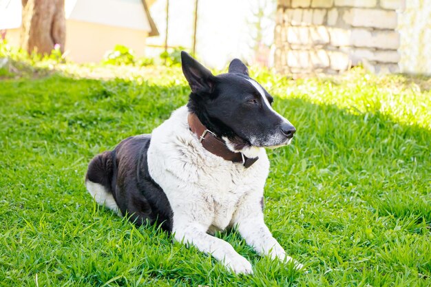 Grande cane domestico giace sull'erba vicino alla casa Animale domestico in natura