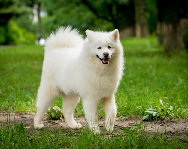 Grande cane Huskey al parco