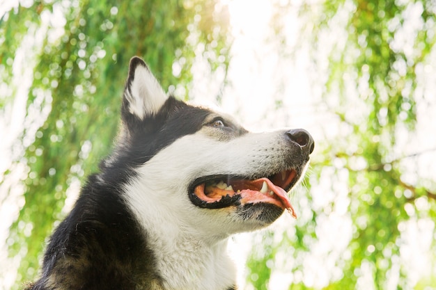 Grande cane husky nel parco. Cane bianco e nero Faccia di cane Husky