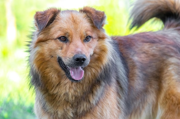 Grande cane irsuto con la bocca aperta su sfondo chiaro sfocato