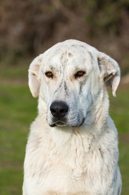 Grande cane labrador bianco nel campo