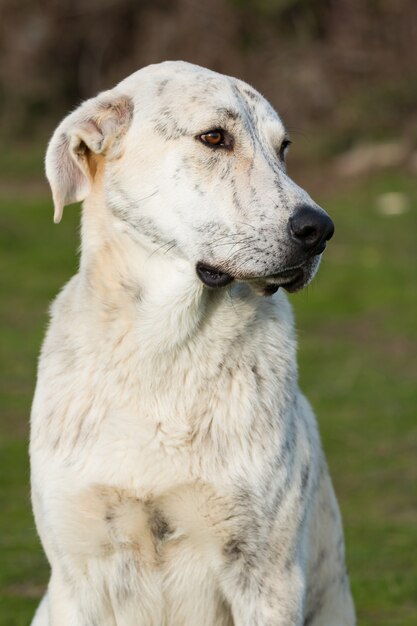 Grande cane labrador bianco nel campo