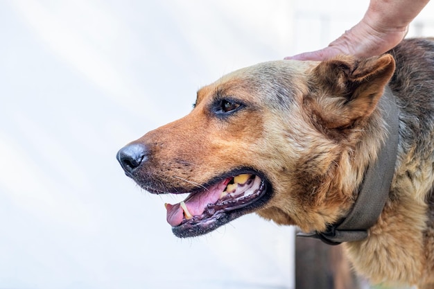 Grande cane marrone con bocca aperta da vicino su sfondo sfocato. La donna accarezza il cane con la mano