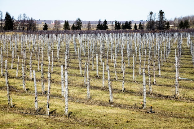 Grande cantina durante la stagione primaverile