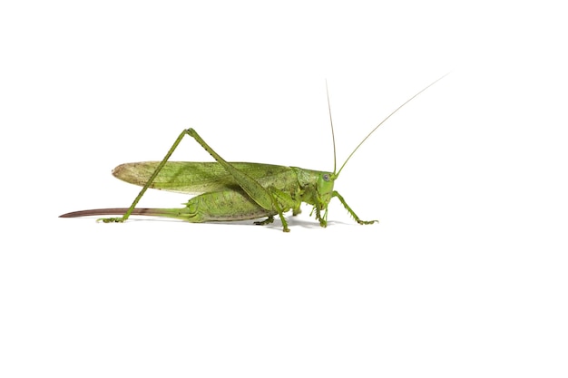 Grande cavalletta verde isolata su un fondo bianco