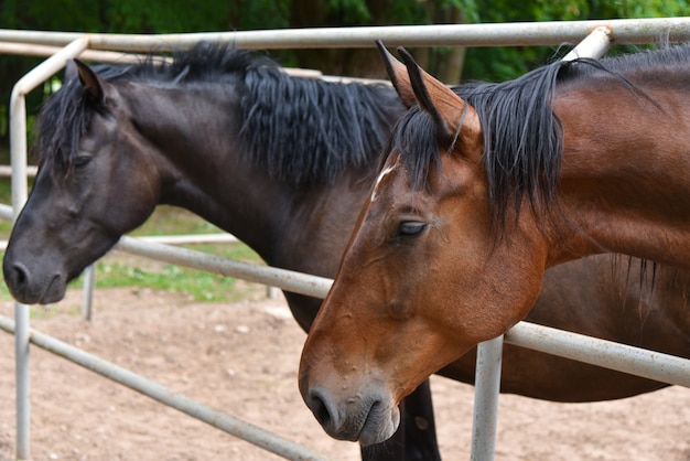 Grande cavallo marrone nel ranch