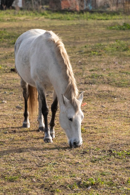 Grande cavallo pascola in un prato con erba verde lussureggiante