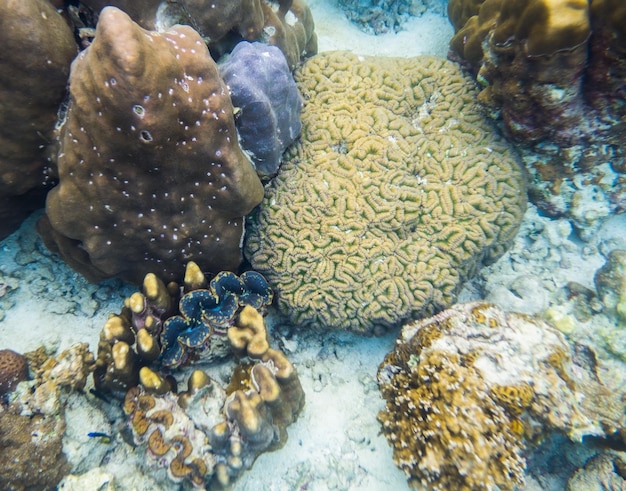 Grande cervello di corallo con grande vongola in mare