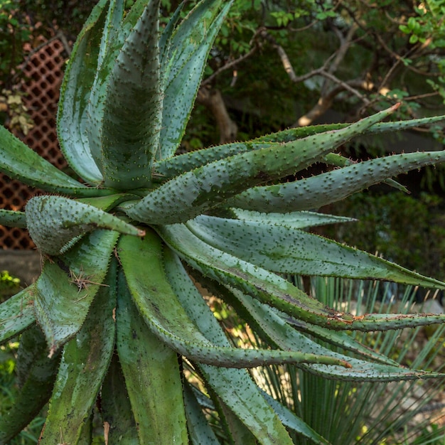 Grande cespuglio di aloe vera nel parco Piante medicinali e succulente Primo piano