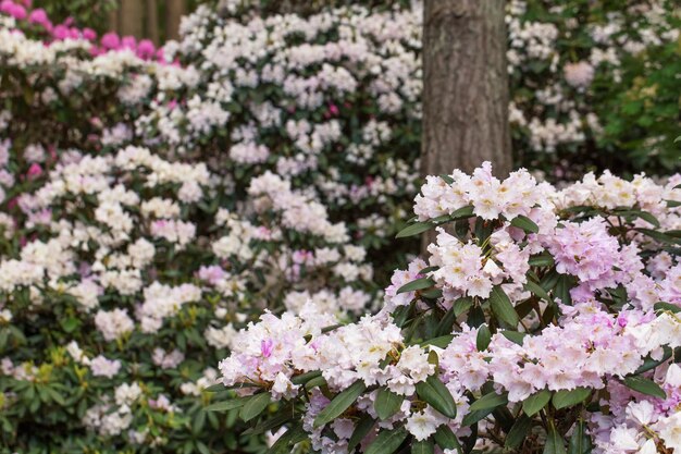 Grande cespuglio di rododendro in fiore con fiori bianchi e boccioli rosa in una foresta di pini. Concetto di primavera