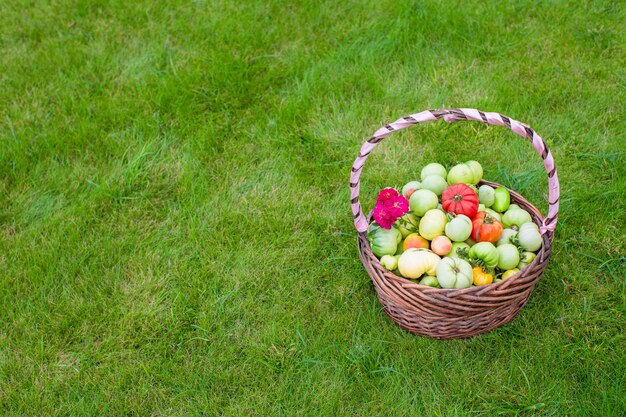 Grande cesto pieno di pomodori raccolti su erba verde