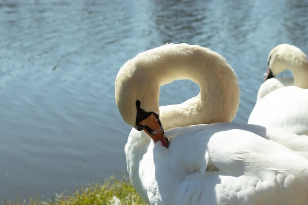 Grande cigno bianco con un collo lungo coglie e sbuccia le piume