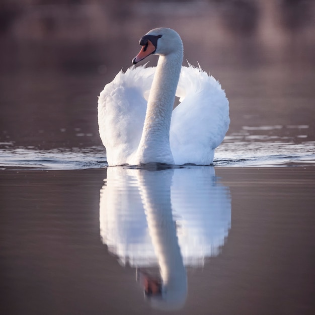 Grande cigno bianco nell'acqua. La sagoma di un uccello riflette la superficie piana del lago.