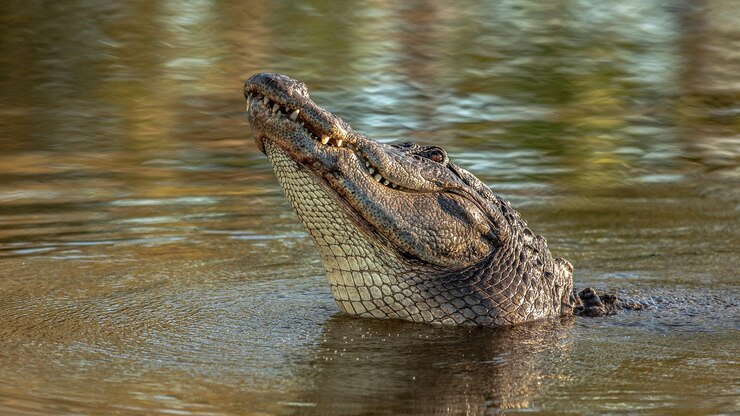 Grande coccodrillo con denti aguzzi nell'acqua del fiume