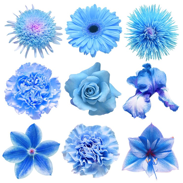 Grande collezione di vari fiori a testa blu garofano clematis amaryllis aster gerbera iris