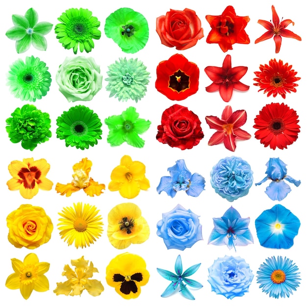 Grande collezione di vari fiori rossi, blu, verdi e gialli isolati su uno sfondo bianco