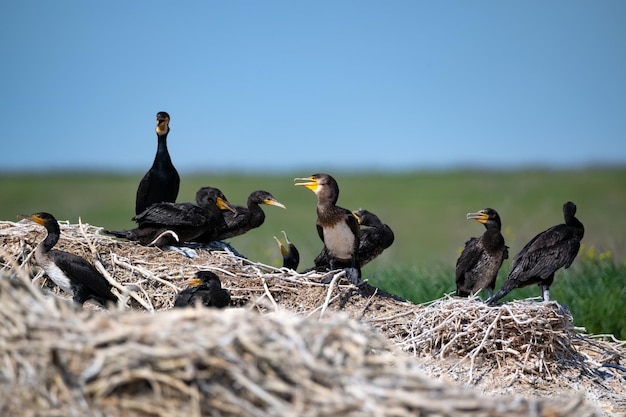 Grande colonia riproduttiva di cormorani o phalacrocorax carbo