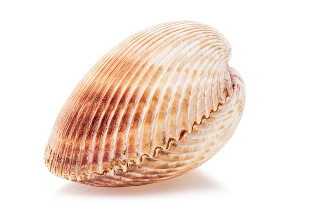 Grande conchiglia bivalve isolato su bianco