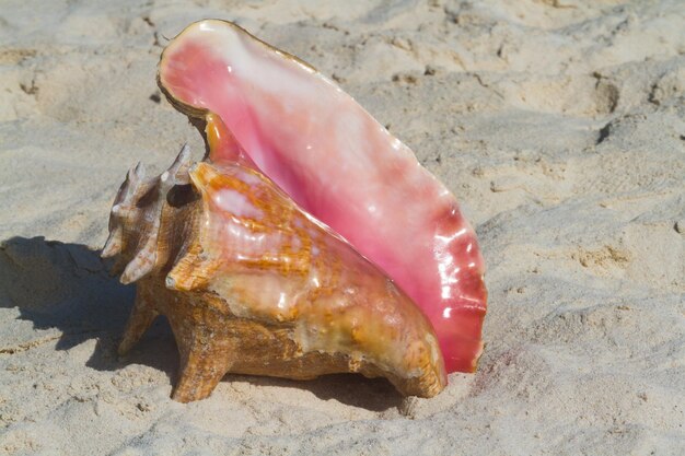 Grande conchiglia sulla spiaggia.