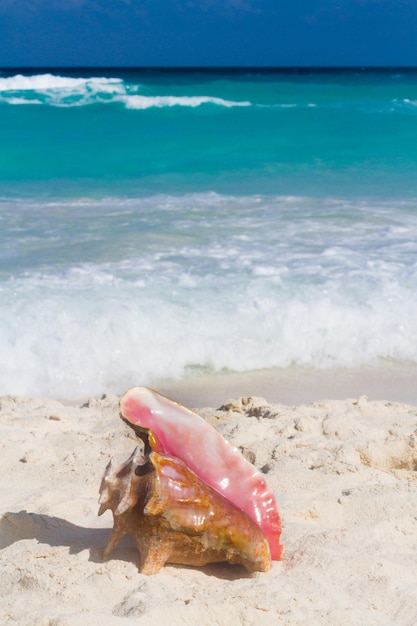 Grande conchiglia sulla spiaggia.