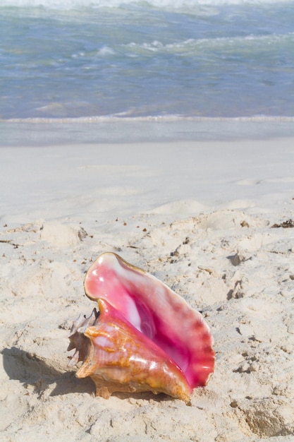 Grande conchiglia sulla spiaggia.