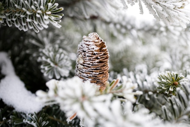 Grande cono di pino sull'albero coperto di neve