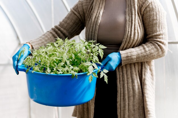 Grande contenitore con piantine di pomodoro in mani di donna