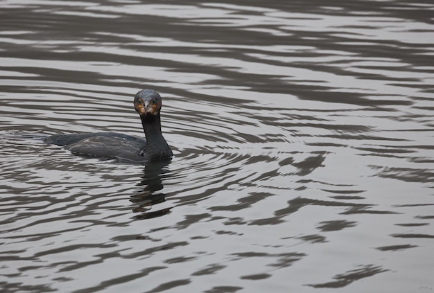 Grande cormorano che nuota sul lago nel parco pubblico di Tervuren