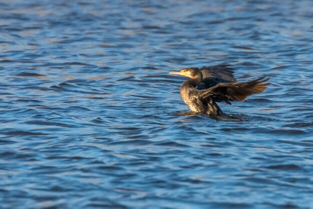 Grande Cormorano che spiega le sue ali sull'acqua