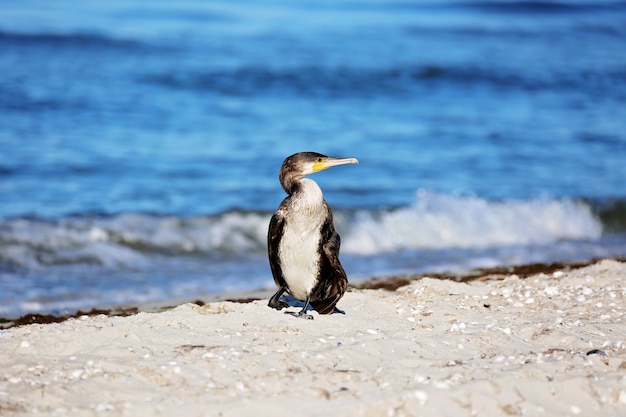 Grande cormorano nero, carb Phalacrocorax, in riva al mare.