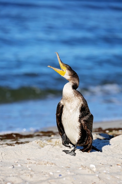 Grande cormorano nero, Phalacrocorax carb, piume secche su una spiaggia di mare con un becco aperto. Avvicinamento.