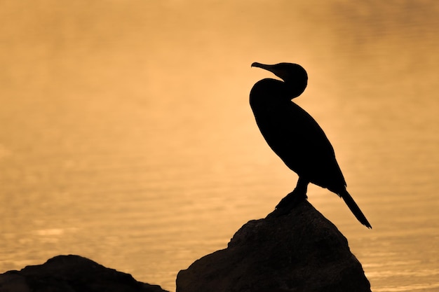 Grande cormorano Phalacrocorax carbo