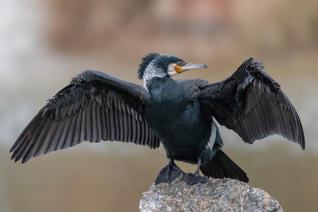 Grande cormorano Phalacrocorax carbo