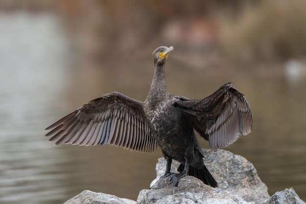 Grande cormorano Phalacrocorax carbo