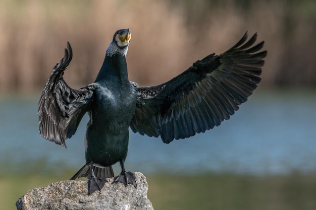 Grande cormorano Phalacrocorax carbo