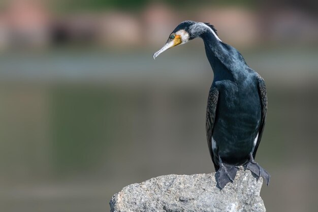 Grande cormorano Phalacrocorax carbo