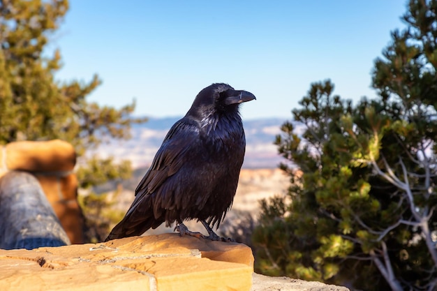 Grande corvo nero comune nel parco nazionale di Bryce Canyon