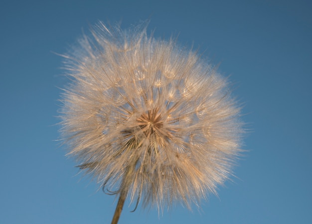 Grande dente di leone bianco contro il cielo blu