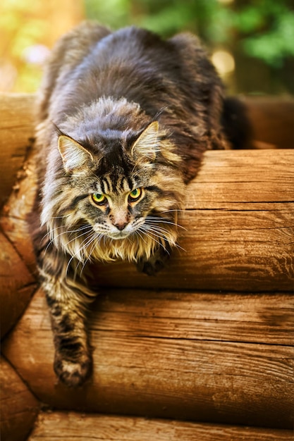 Grande e bellissimo gatto Maine Coon sul registro e guardando la telecamera