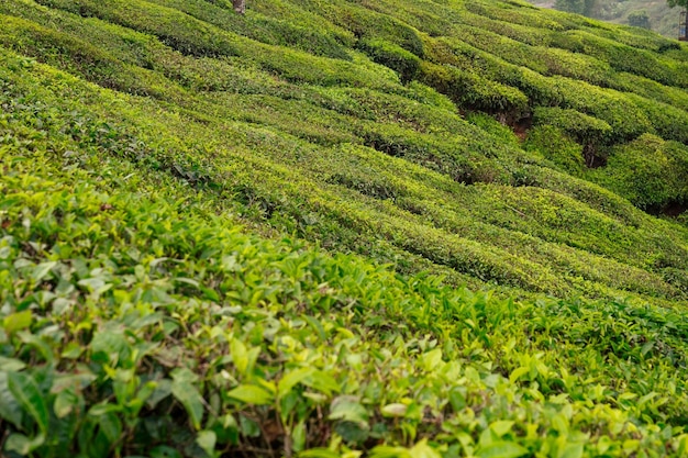 Grande e verde sole piantagione di tè in India