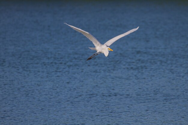 Grande Egretta in natura (Ardea alba) che vola, fine sull&#39;uccello in natura Tailandia