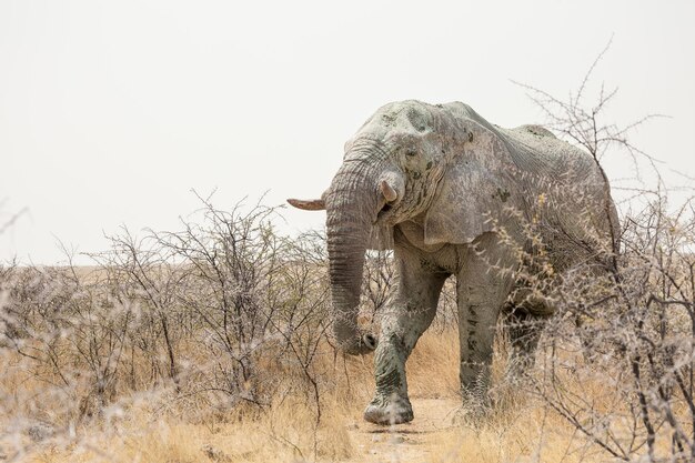 Grande elefante africano nel Parco Nazionale Etosha Namibia