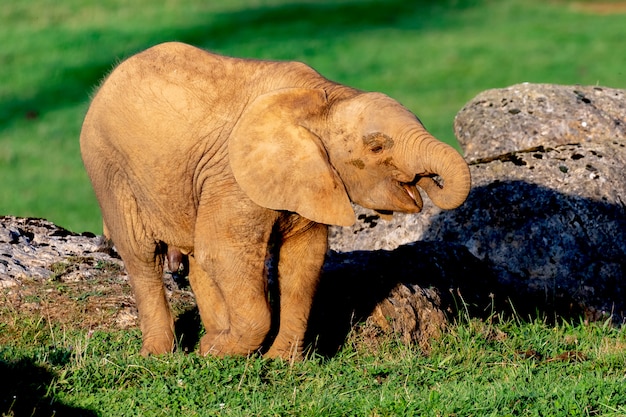 Grande elefante maschio su un prato