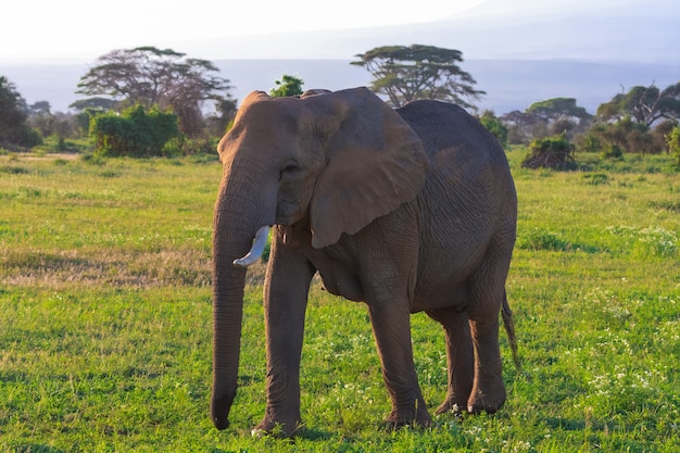 Grande elefante nella savana Kenya in Amboseli, Africa