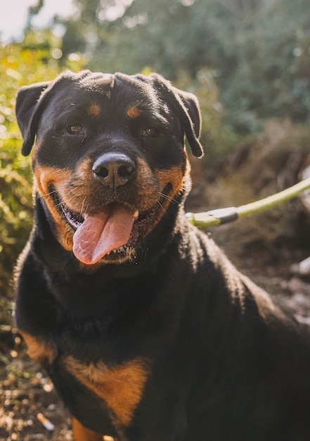 Grande esemplare di rottweiler della linea americana