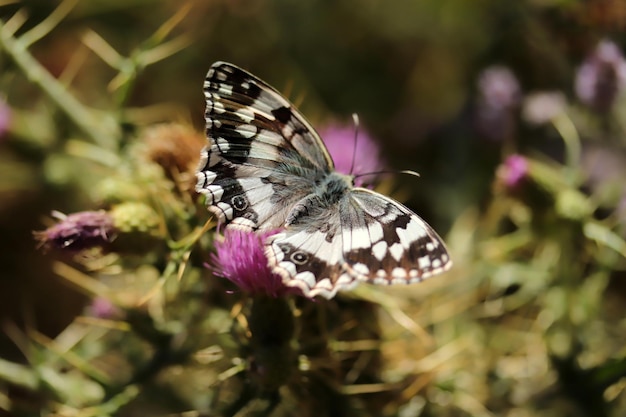 Grande farfalla della ninfa dell'albero su un fiore