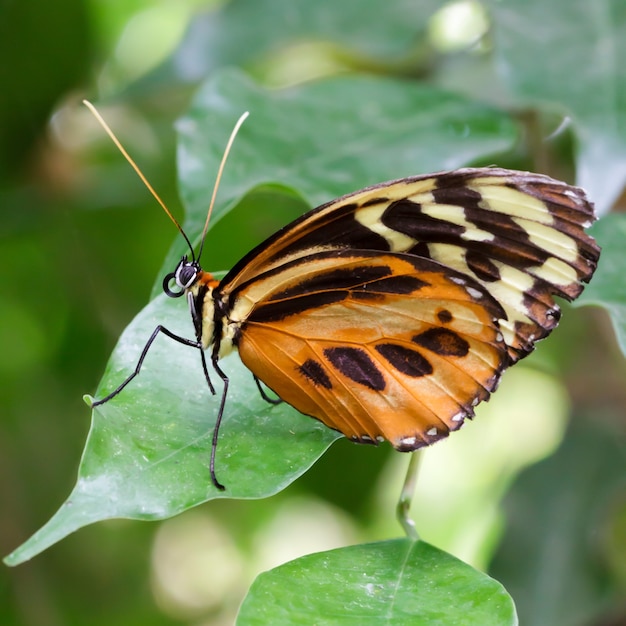 Grande farfalla tigre (Lycorea cleobaea)