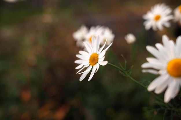 Grande fiore di camomilla su sfondo sfocato, primo piano. Camomilla nella natura.