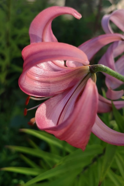 grande fiore di giglio rosa nel giardino