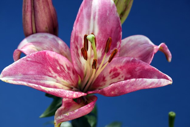 Grande fiore di giglio, su sfondo blu, primo piano.